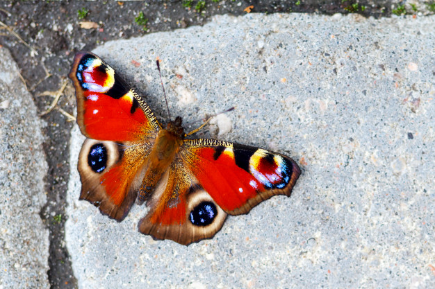 beautiful-butterfly-sitting-ground